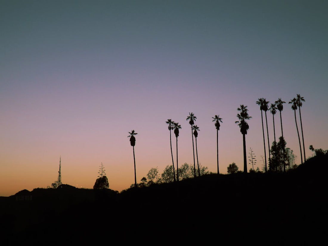Palm trees silhouetted against a Los Angeles sunset over Hollywood
